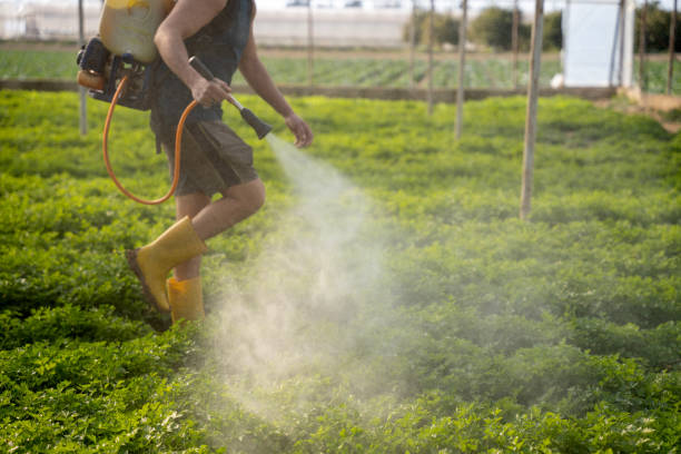 Best Pest Removal Services  in Russellville, AR