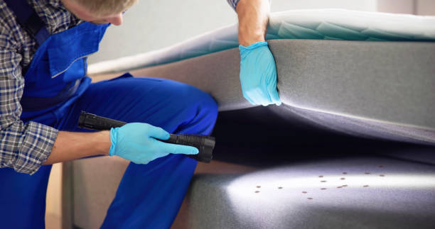 Wasp Removal Services in Russellville, AR