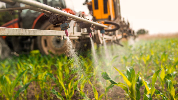 Best Ant Control Services  in Russellville, AR